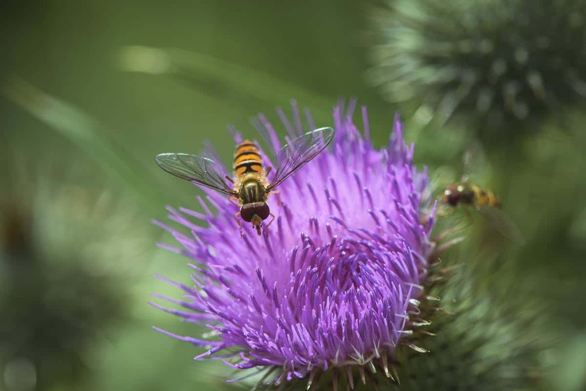 Optimisation financière du jardin : l’impératif économique d’attirer les insectes bénéfiques
