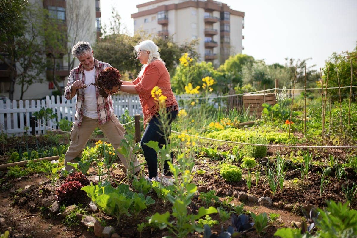Optimisation financière : éléments clés pour transformer son jardin en potager rentable