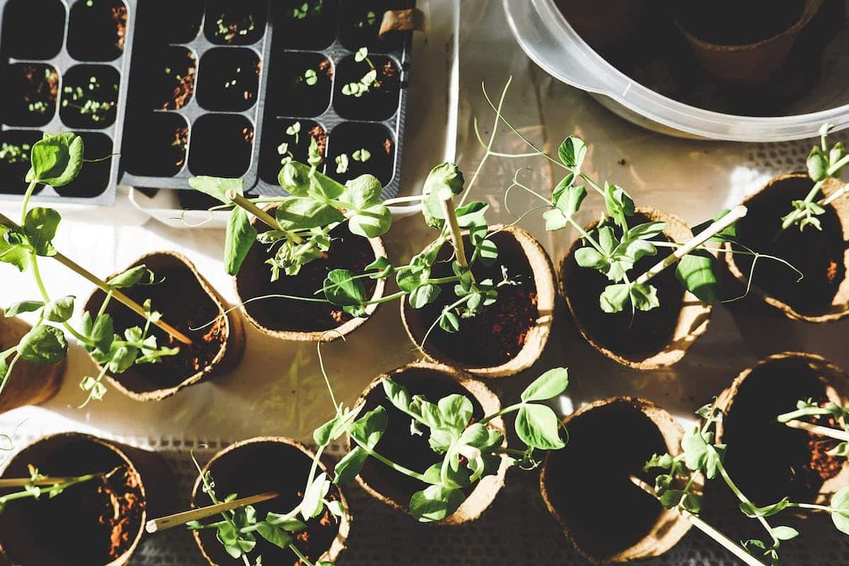 potager  prédateurs