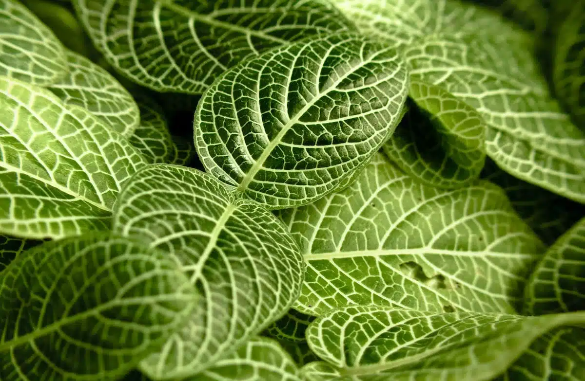 Exploration des plantes exotiques adaptées pour embellir vos jardins financièrement efficaces
