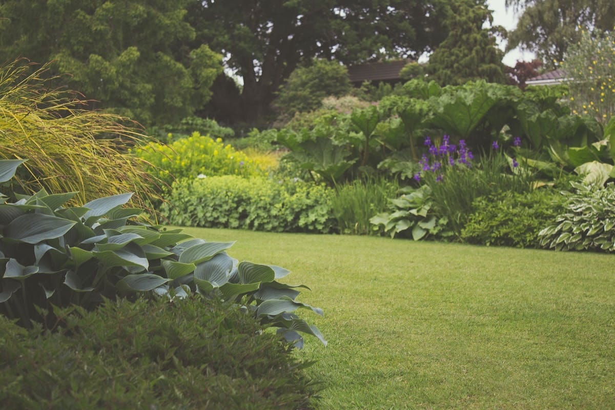 Optimisation de votre espace : Aménagement et sélection des plantes idéales pour un jardin d’ombre
