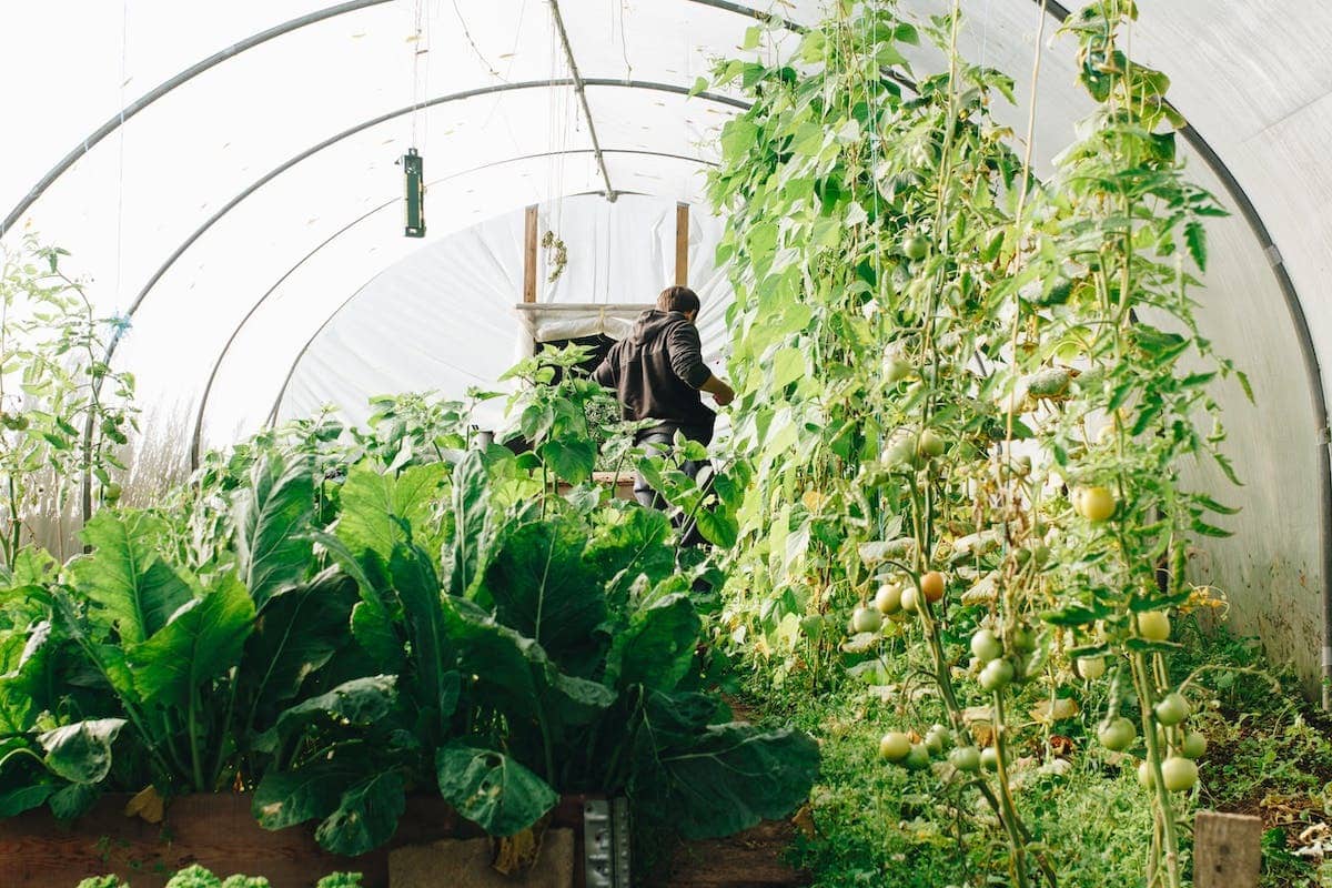 Exploration du jardinage thérapeutique : impact positif sur votre santé mentale et bien-être financier